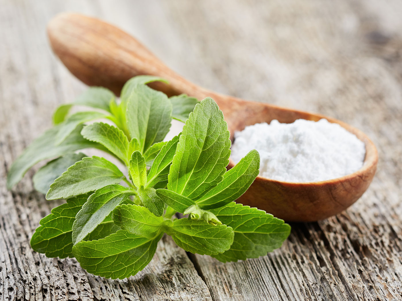 Stevia